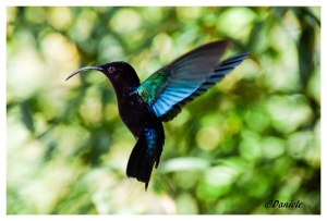 caraibi-martinica-colibri-1